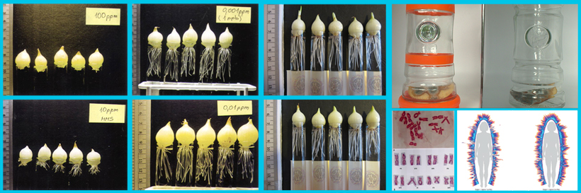 i9 Allium tests & results